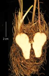 Alisma lanceolatum. A longitudinal section through a corm.
 Image: K.A. Ford © Landcare Research 2020 CC BY 4.0